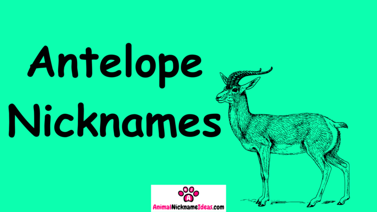 Read more about the article 495 Antelope Nicknames