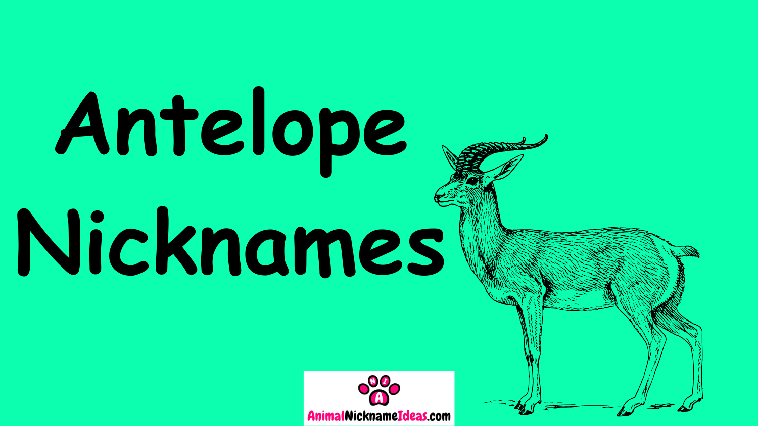 Read more about the article 495 Antelope Nicknames
