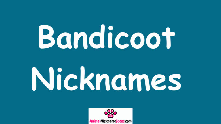 Read more about the article 429 Bandicoot Nicknames
