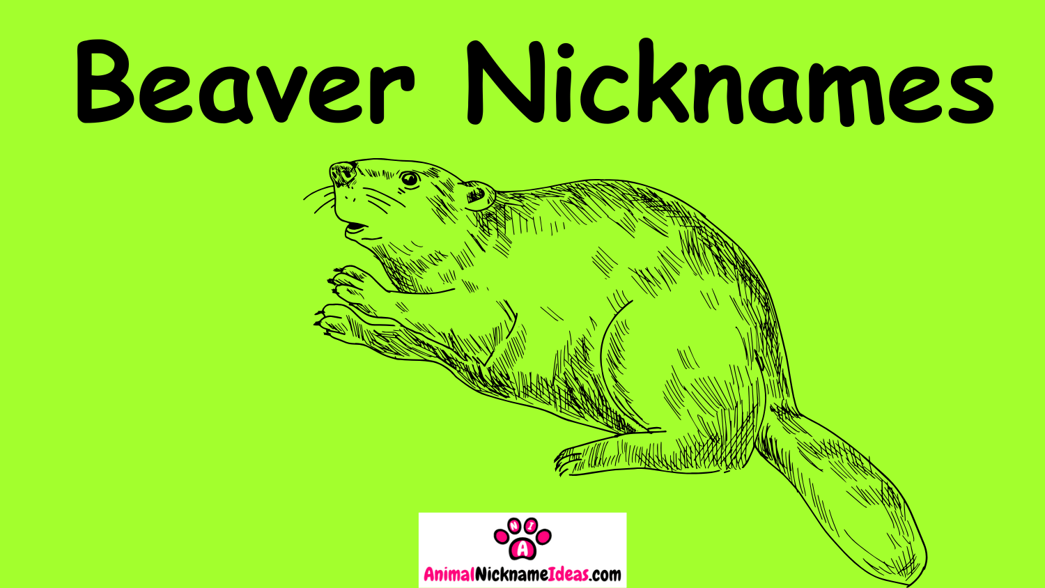 Read more about the article 532 Beaver Nicknames