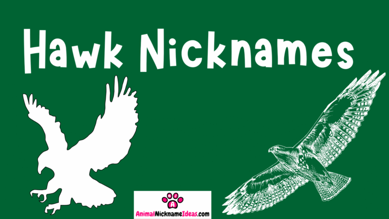 Read more about the article 533 Hawk Nicknames