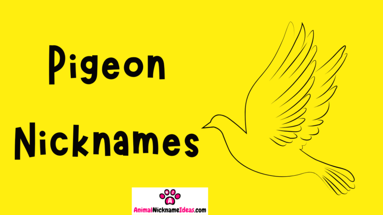 Read more about the article 533 Pigeon Nicknames