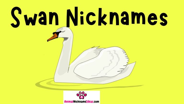 Read more about the article 403 Swan Nicknames