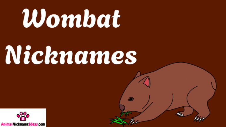 Read more about the article 324 Wombat Nicknames