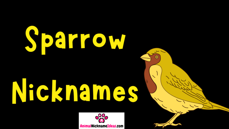 Read more about the article 493 Sparrow Nicknames