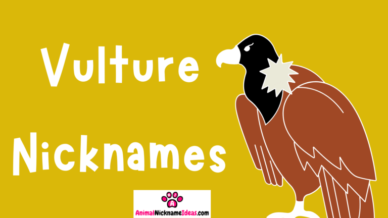 Read more about the article 369 Vulture Nicknames